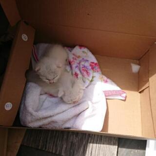 決まりました。 子猫２匹引き取って下さい。