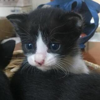 魔女の宅急便のキキのような、可愛い黒猫と白黒(はちわれ)の里親募集中