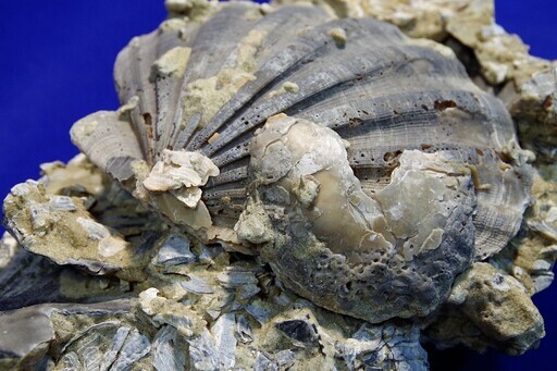 帆立貝化石　重量約5.7ｋｇ　貝類化石群集　