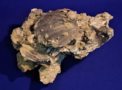 帆立貝化石　重量約5.7ｋｇ　貝類化石群集