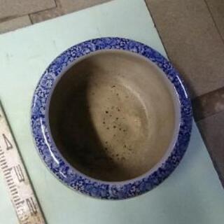 火鉢　メダカの画像