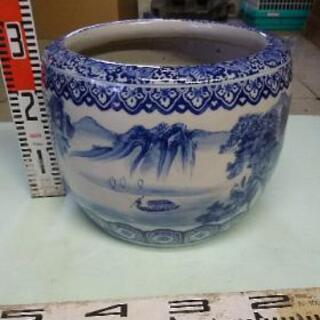 火鉢　メダカの画像