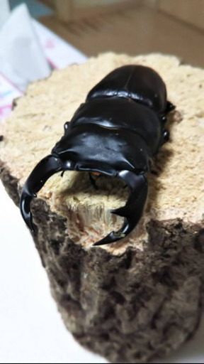 国産オオクワガタ 5ペア お売りします まとめ売り