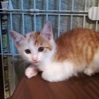 ２ヶ月茶白全員里親様決定しました。 - 猫