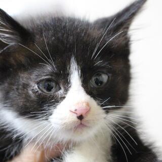 センターに持ち込まれた可愛い子猫名前はベイビーちゃん