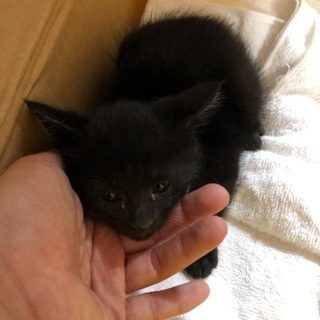 子猫の里親募集