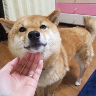 豆柴ちゃんを迎えてくれる家族を探しています。