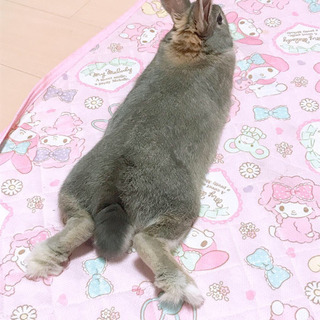 ミニウサギ♂の優しい里親さんへ