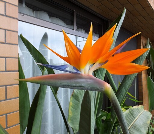 ストレチア　テラコッタ鉢植え　ゴクラクチョウカ　160㎝　