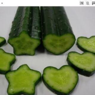 今年も❗デコきゅうり❗️😄しかも完全無農薬❗️