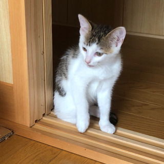 優しい里親さん募集中