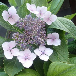 ガクアジサイ　切り花　挿し穂