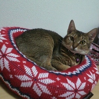 アビシニアン 8歳 − 岡山県