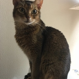 アビシニアン 8歳 - 猫