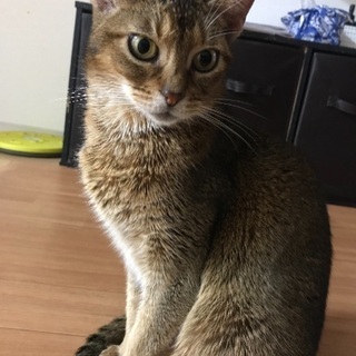 アビシニアン 8歳 - 岡山市
