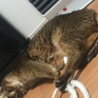 アビシニアン 8歳 - 里親募集
