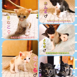 大切に育てて頂ける里親さん募集中5匹決まりました。