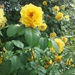 🌺お友達になって🌺