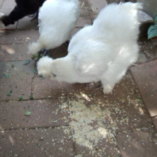 (譲渡手続き中）烏骨鶏メス３羽