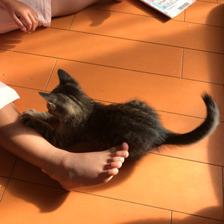 元気な子猫4匹 − 宮崎県
