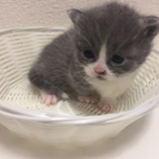 子猫のお店　そるぐりーん★子猫情報★
