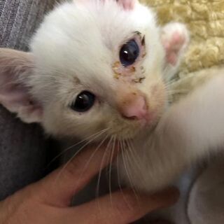 【里親募集】一ヶ月くらいの子猫ちゃん