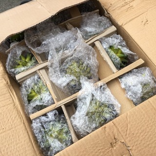 多肉植物の置物　サボテン陶器付き　箱ごとどうぞ！景品やオフィスにも　