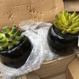 多肉植物の置物　サボテン陶器付き　箱ごとどうぞ！景品やオフィスにも　の画像