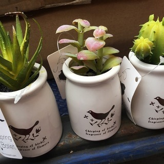 大量！箱売り！サボテンなど多肉植物の鉢植え　置物