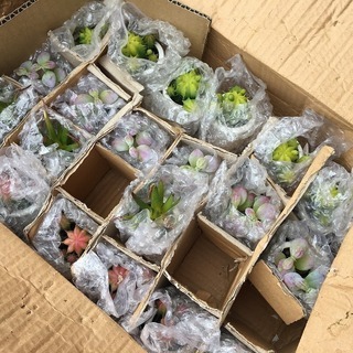 大量！箱売り！サボテンなど多肉植物の鉢植え　置物の画像