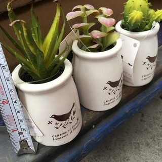 大量！箱売り！サボテンなど多肉植物の鉢植え　置物の画像