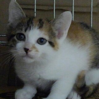 親子四匹で里子に出ました！良かったね♪白三毛めす　二か月齢
