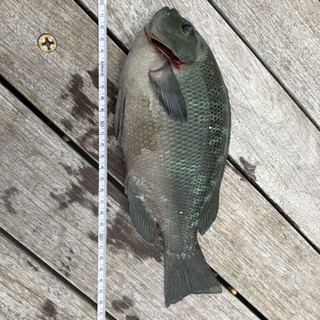 江ノ島で釣り友達募集！一緒に釣りしに行きませんか？