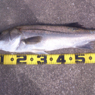 釣り仲間募集します（＾Ｏ＾）