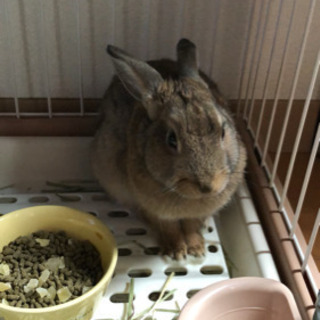7ヶ月で元気いっぱいのミニウサギ