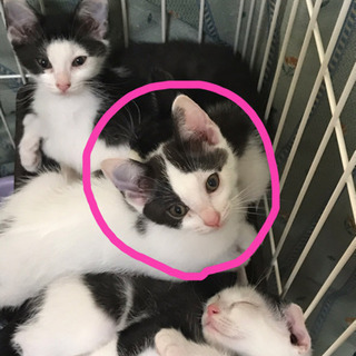 ★仔猫2匹の里親募集★