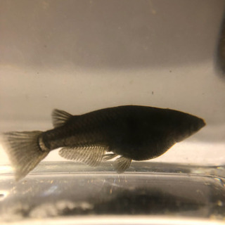 メダカ オロチ 幼魚（5匹）