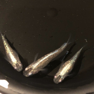 メダカ 青ラメ幹之（星河） 稚魚（10匹）