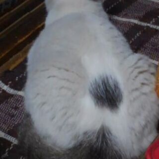 猫探してます