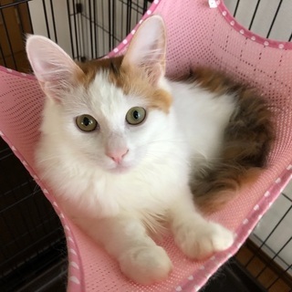☆ずっとのお家が見つかりました、ありがとうございます☆美しさも可...