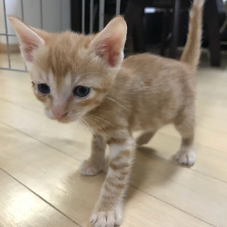 里親さん募集中💕