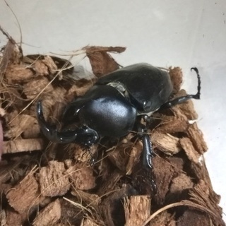 国産カブトムシの成虫　オス
