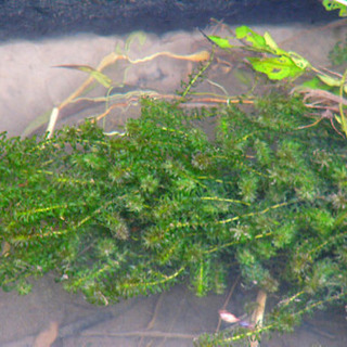 ※🌿アクアリウム水草◆アナカリス◇金魚藻◆コカナダモ◇ガシャモク◆水生植物ビオトープ※の画像