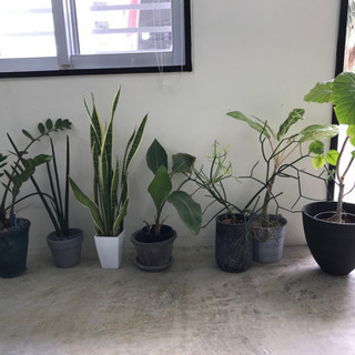 観葉植物 7点セット 鉢付き 