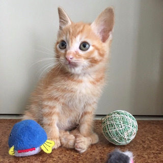 【募集停止】茶トラの子猫の女の子
