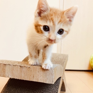 溺愛いただける里親さんを募集しております。