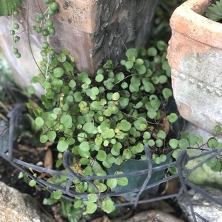 ワイヤープランツ（寄せ植えに）の画像