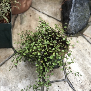 ワイヤープランツ（寄せ植えに）