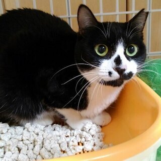 素敵なお宅に里子に出ました！お友達大好きララ３才