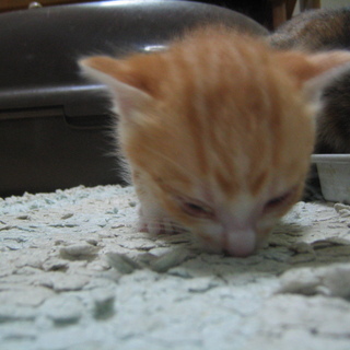 ５月生まれの　子猫です
